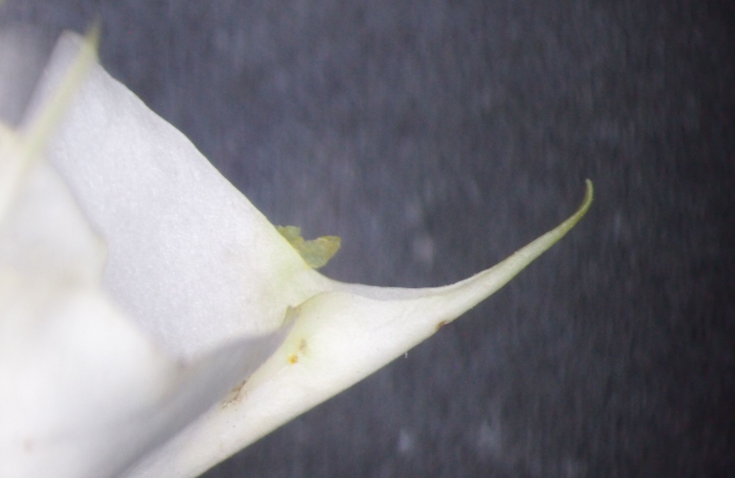 曼陀罗和白喇叭花,大花曼陀罗喇叭视频