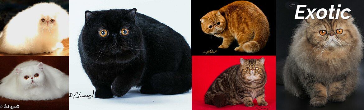 猫咪品种价格排行榜,猫咪品种的价格