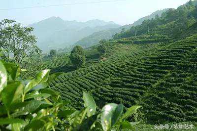 蓝花接骨草主治筋骨疼痛，风湿麻木，半身不遂，跌打损伤