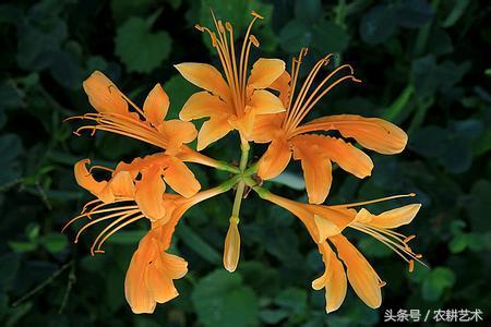 蓝花接骨草主治筋骨疼痛，风湿麻木，半身不遂，跌打损伤