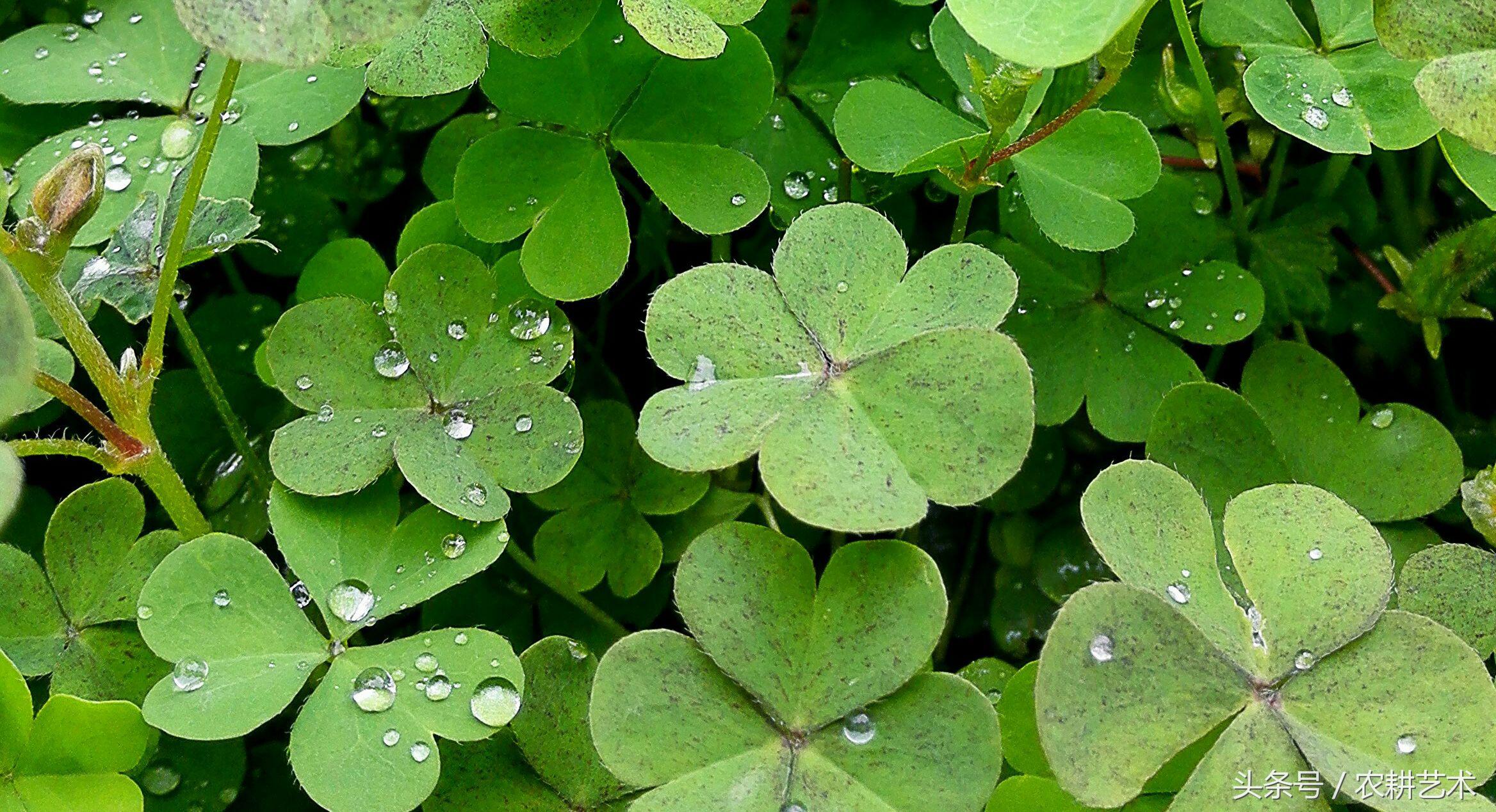 蓝花接骨草主治筋骨疼痛，风湿麻木，半身不遂，跌打损伤
