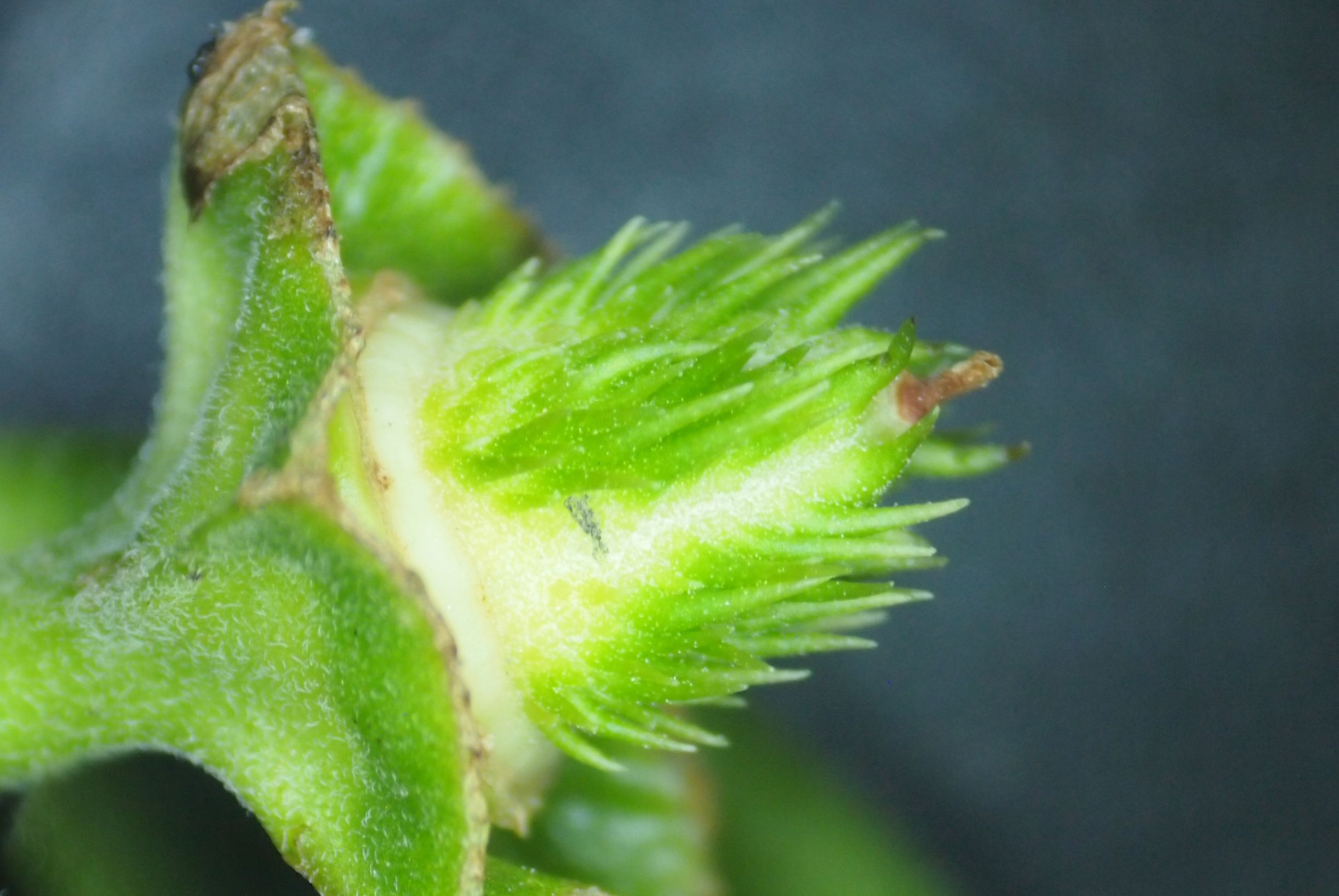 曼陀罗和白喇叭花,大花曼陀罗喇叭视频