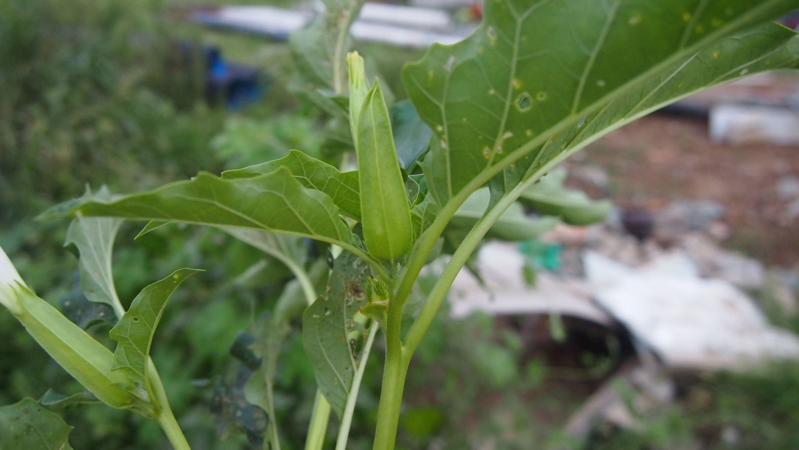 曼陀罗和白喇叭花,大花曼陀罗喇叭视频