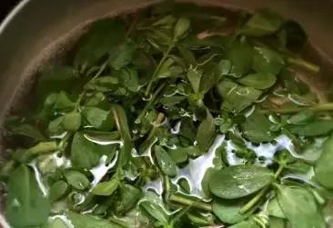 农村的哪些野菜能有中药功效,农村有什么野菜治病