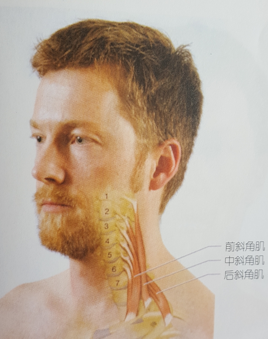 颈椎痛肩膀痛胳膊发凉怎么回事,颈部肩膀手臂麻痛