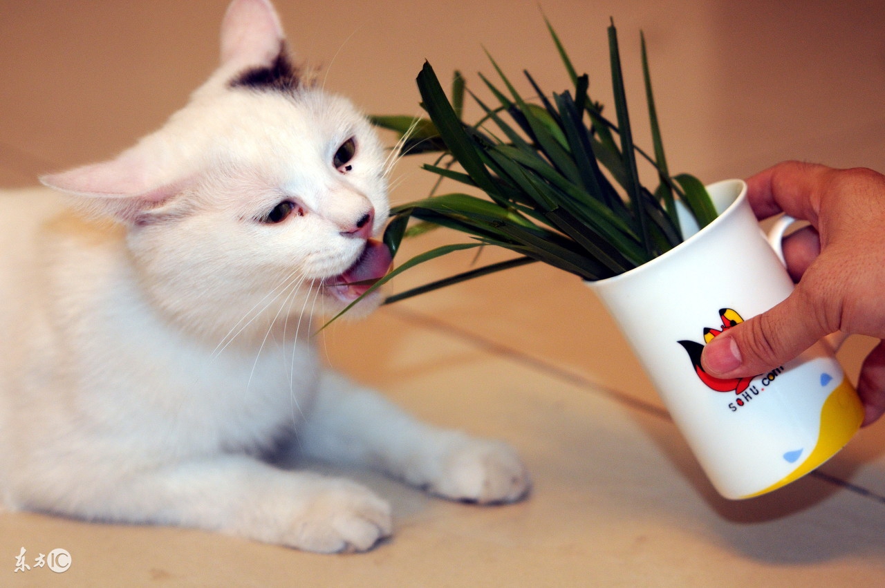 猫咪呕吐白色黏液是怎么回事,猫咪吃驱虫药后呕吐怎么回事