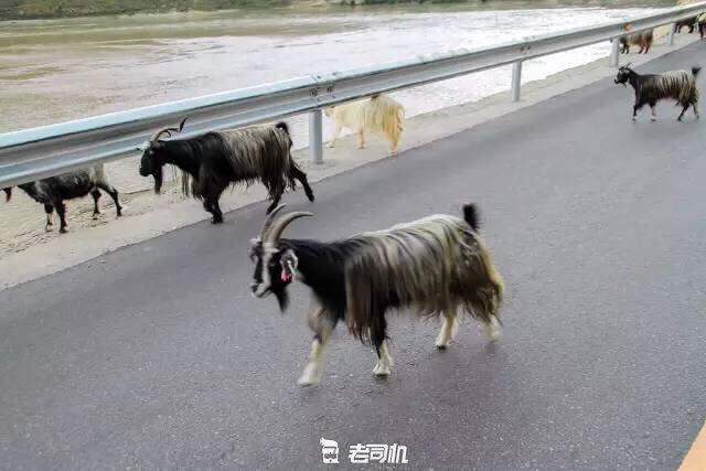 开辆超跑去*藏西**！最后看看几百万的奥迪R8破成啥样了？