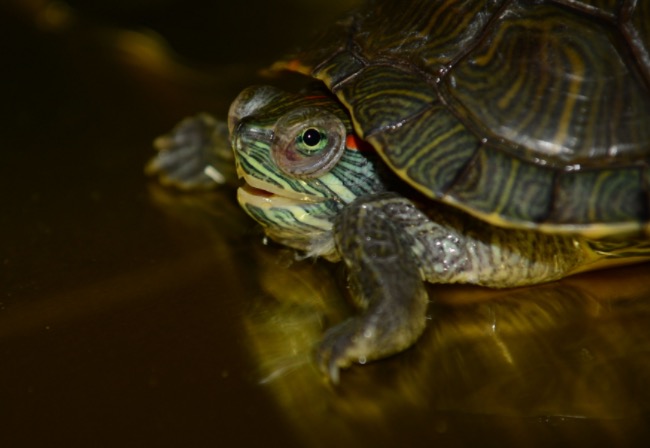 龟龟感冒和肺炎怎么治疗,龟龟得了白眼病存活几率多大