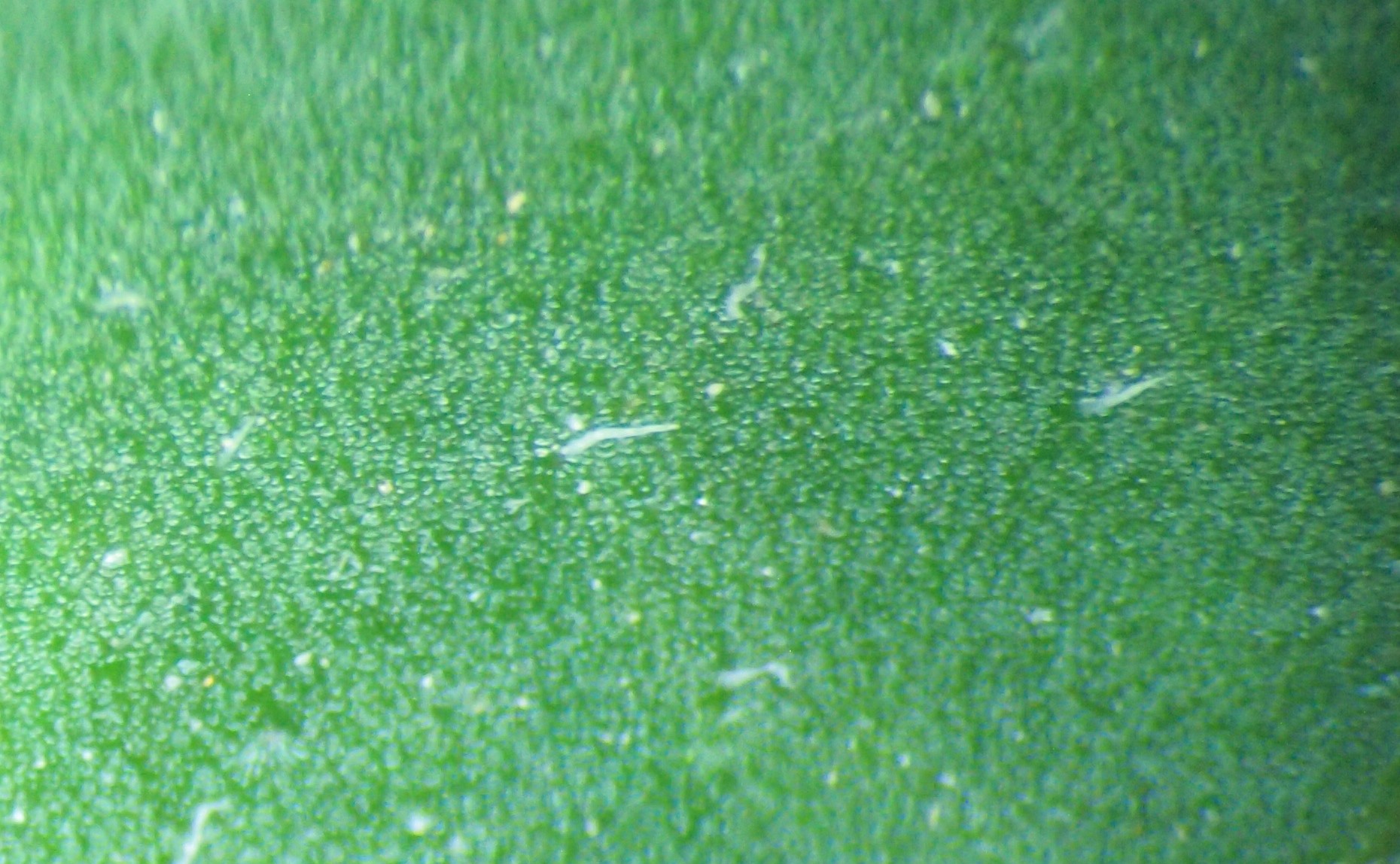 曼陀罗和白喇叭花,大花曼陀罗喇叭视频