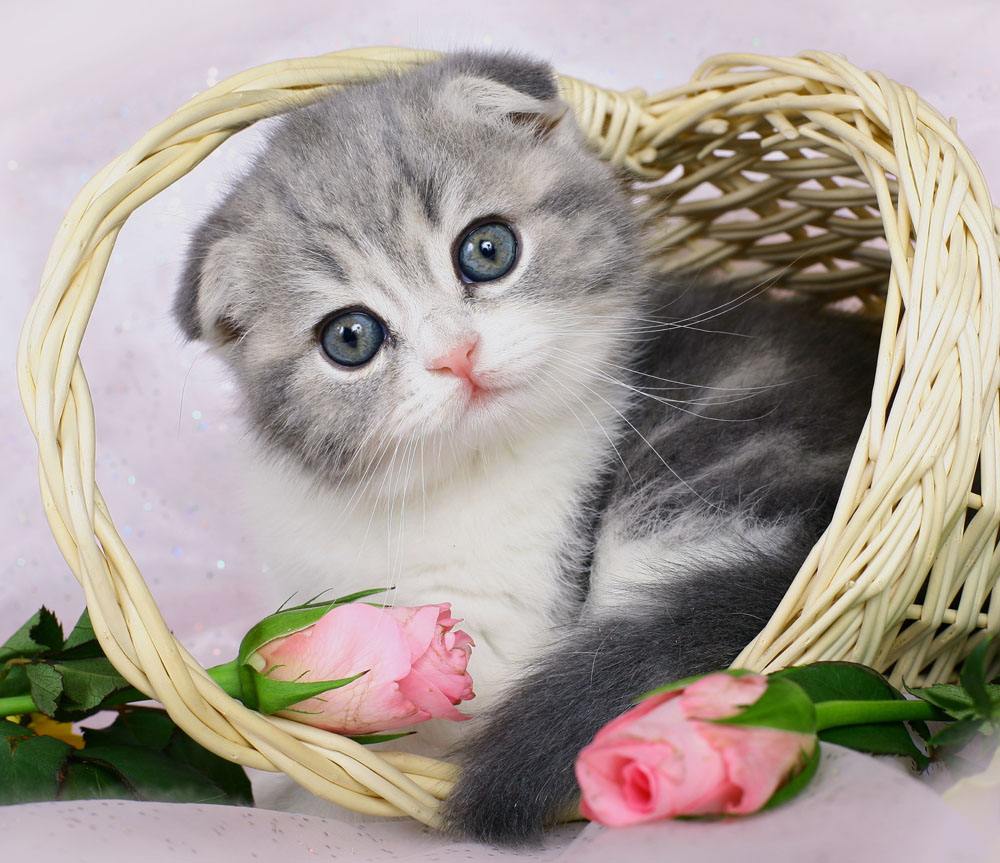 搞笑段子我说的都是大实话,经典搞笑段子我想要吃好吃的