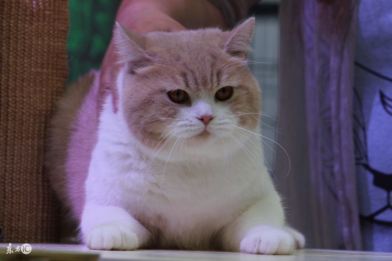 猫咪呕吐白色黏液是怎么回事,猫咪吃驱虫药后呕吐怎么回事