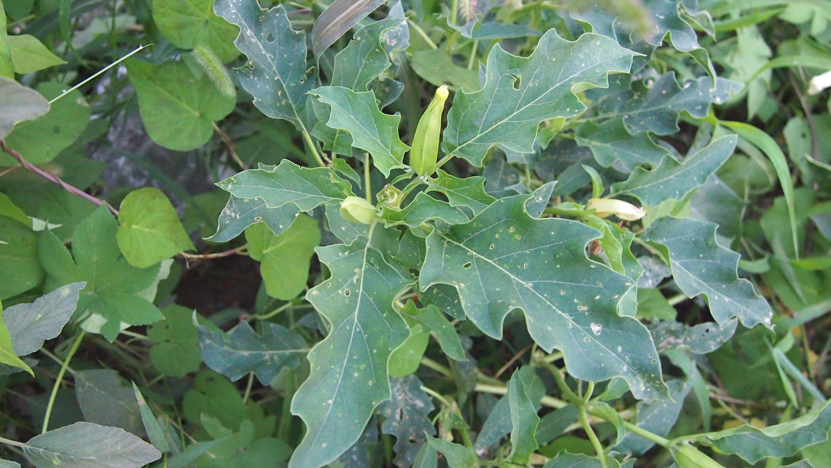 曼陀罗和白喇叭花,大花曼陀罗喇叭视频