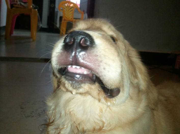 金毛犬的治疗视频,金毛犬得了犬瘟的症状