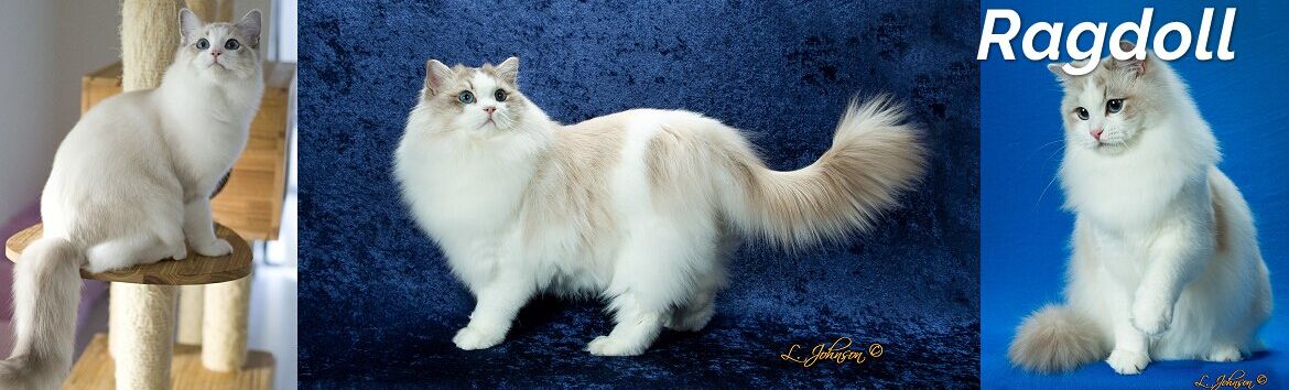 猫咪品种价格排行榜,猫咪品种的价格