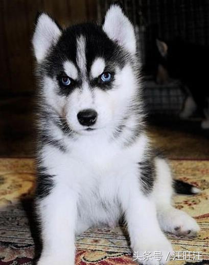 宠物狗养育常识,宠物狗的育儿方法