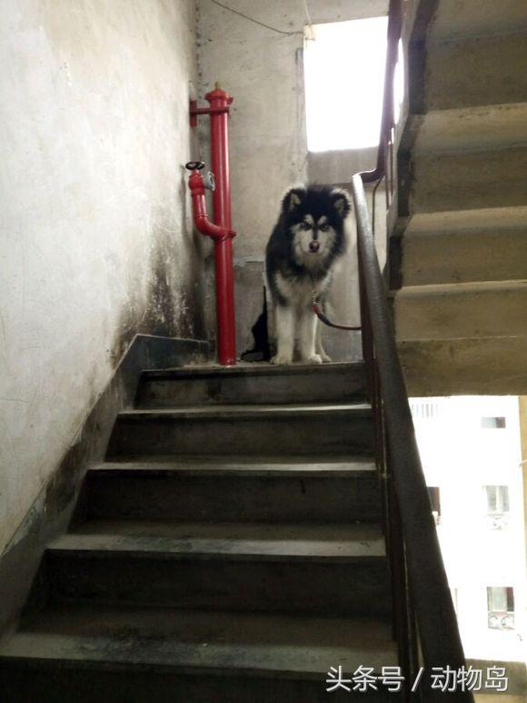 阿拉斯加被锁在楼道里不能出去，剪完毛之后的样子让人哭笑不得