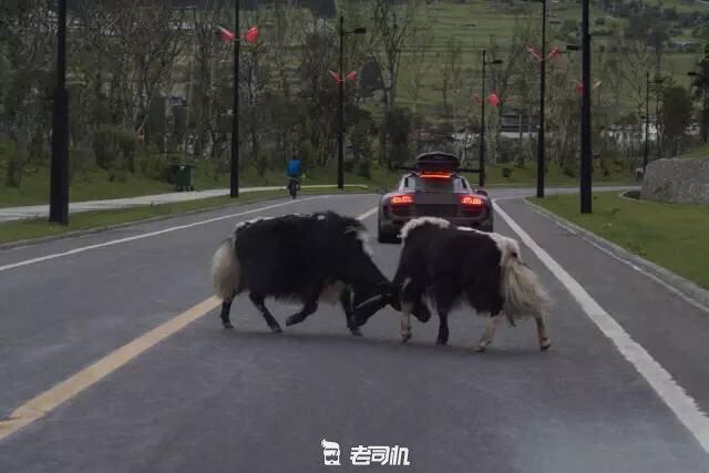 开辆超跑去*藏西**！最后看看几百万的奥迪R8破成啥样了？