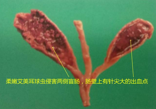 鸡球虫病的特点和治疗,鸡球虫病的发生原因及预防方法