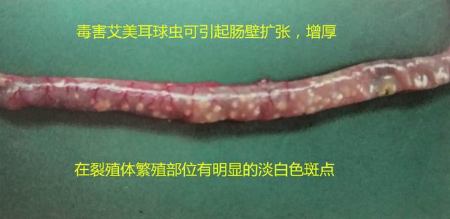 鸡球虫病的特点和治疗,鸡球虫病的发生原因及预防方法