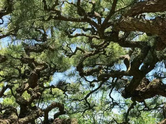 濑户——喜欢你那一抹蓝色光芒（上）