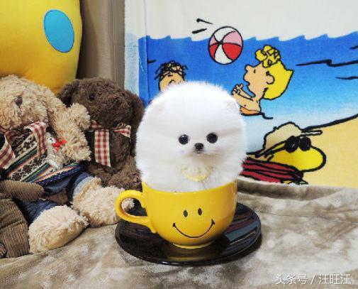 狗细小病毒好了用什么消毒,细小病毒是每只小狗必须经历的吗