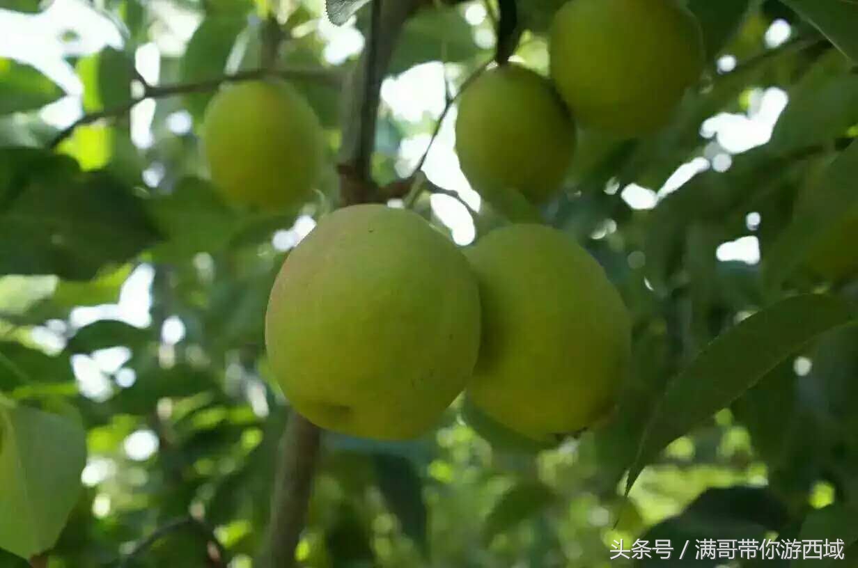 库尔勒香梨熟了！古尔邦节假期去库尔勒采香梨吧！只要4元每公斤