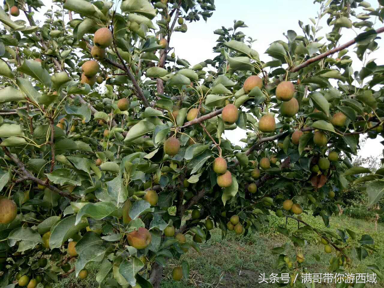 库尔勒香梨熟了！古尔邦节假期去库尔勒采香梨吧！只要4元每公斤