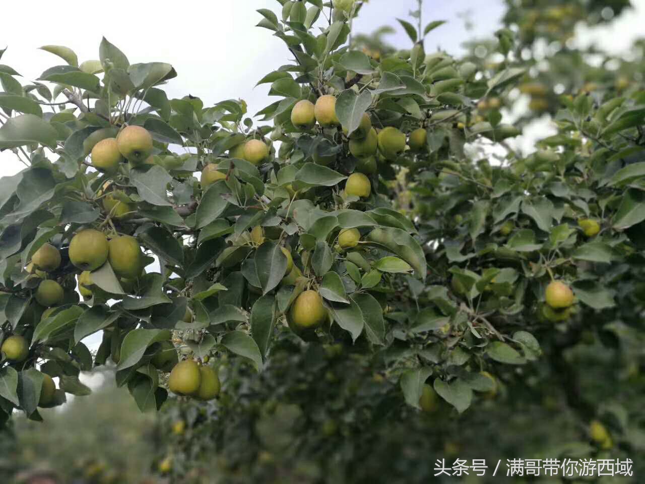 库尔勒香梨熟了！古尔邦节假期去库尔勒采香梨吧！只要4元每公斤