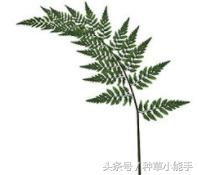 米兰达可儿维密走秀款,维密米兰达可儿婚礼