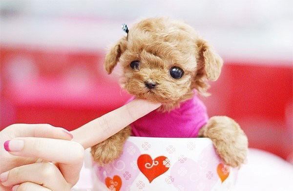 茶杯泰迪和茶杯犬有什么区别,茶杯犬该怎么养