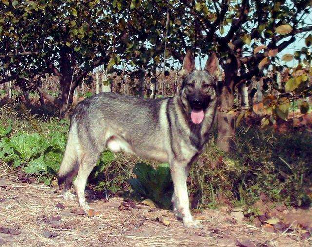 德牧马犬黑背狼青图片,狼青犬和德牧的区别图片