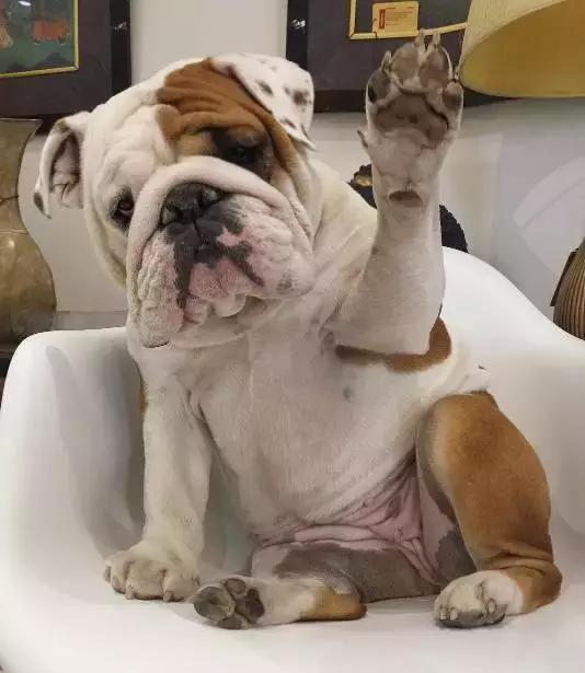 牛的搞笑日常,盘点牛的搞笑日常