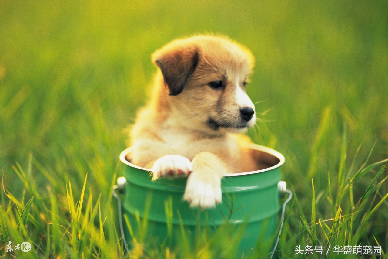 狗狗眼睛分泌物异常增多，到底是什么原因！