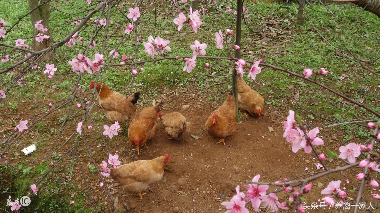 养鸡用vc的好处,养鸡冬季可以喂vc吗