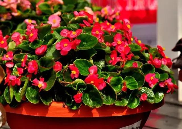 四季秋海棠什么时候剪枝,秋海棠为什么叶子皱