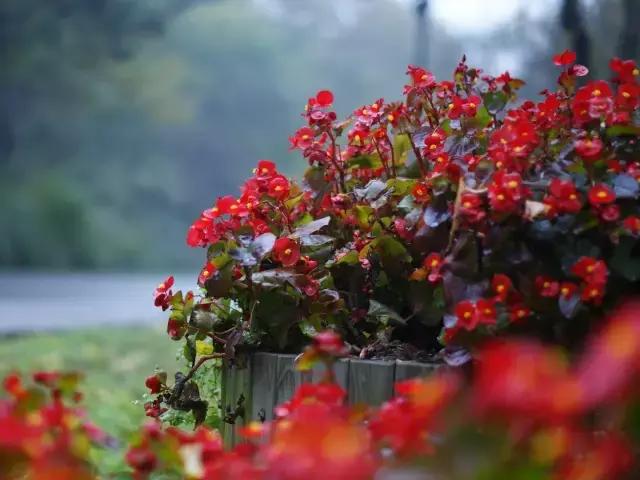 四季秋海棠什么时候剪枝,秋海棠为什么叶子皱