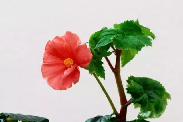 四季秋海棠什么时候剪枝,秋海棠为什么叶子皱