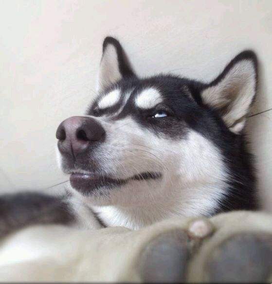 伊布回归曼联！9号变10号！大家激动哭了，只有一个球迷吓哭了