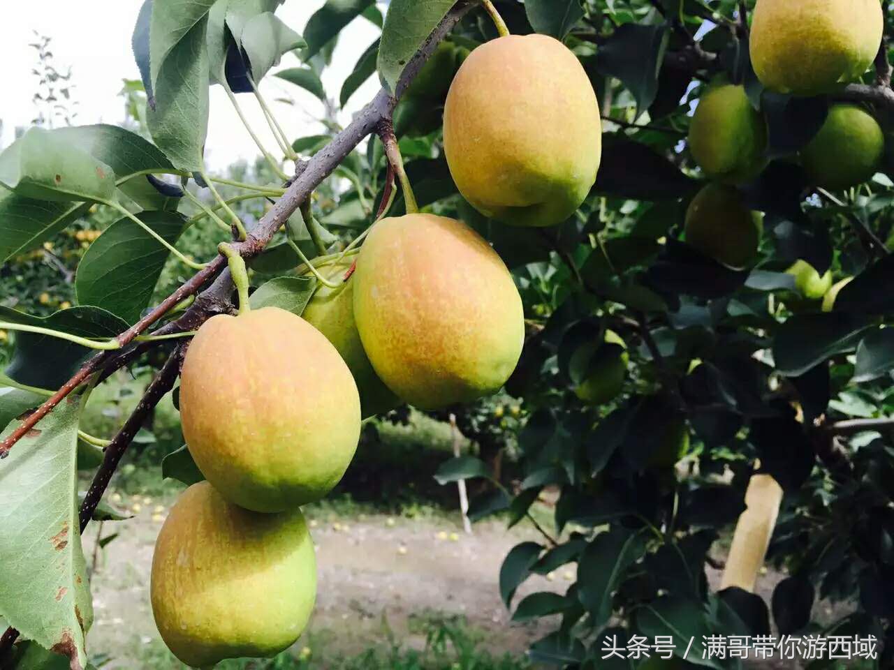 库尔勒香梨熟了！古尔邦节假期去库尔勒采香梨吧！只要4元每公斤