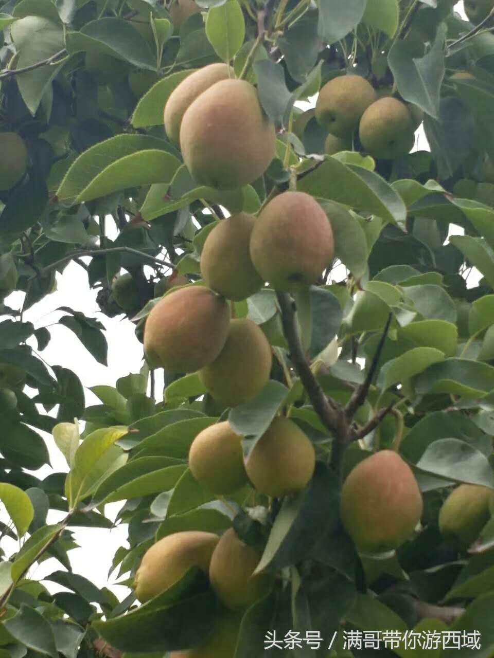 库尔勒香梨熟了！古尔邦节假期去库尔勒采香梨吧！只要4元每公斤