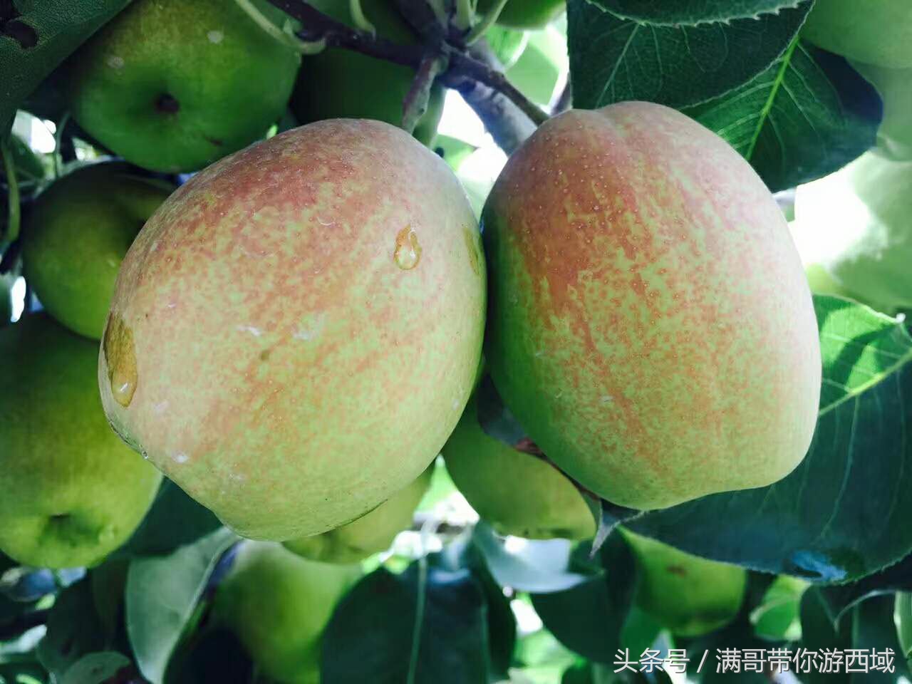 库尔勒香梨熟了！古尔邦节假期去库尔勒采香梨吧！只要4元每公斤