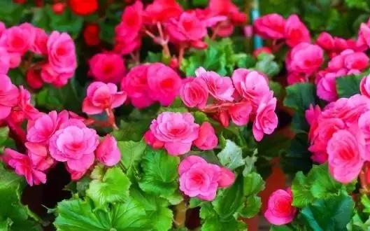 四季秋海棠什么时候剪枝,秋海棠为什么叶子皱