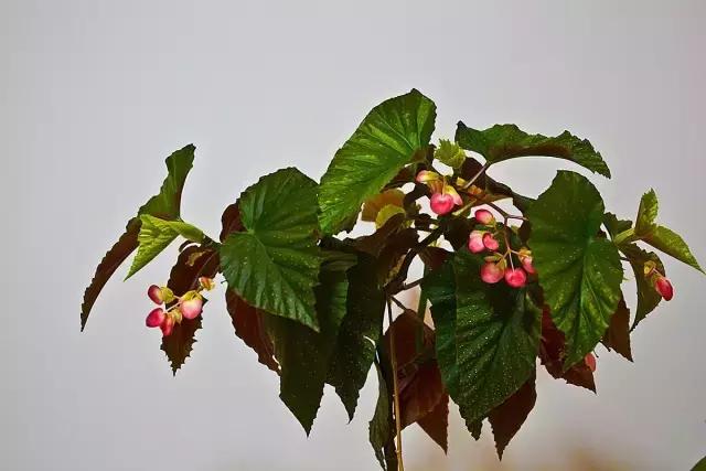 四季秋海棠什么时候剪枝,秋海棠为什么叶子皱