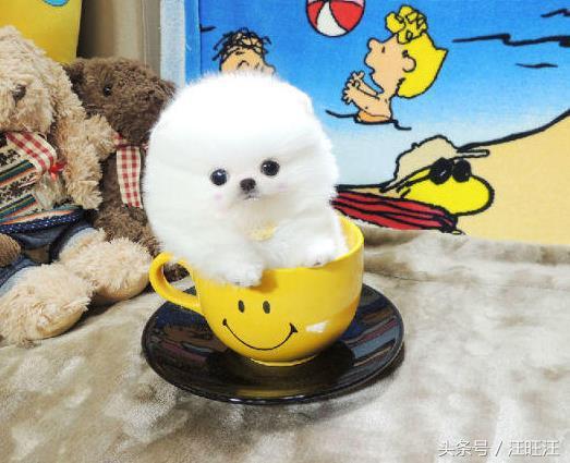 狗细小病毒好了用什么消毒,细小病毒是每只小狗必须经历的吗