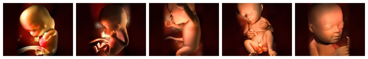 宝宝在妈妈肚子里的成长过程文字,宝宝在妈妈肚子里成长过程视频