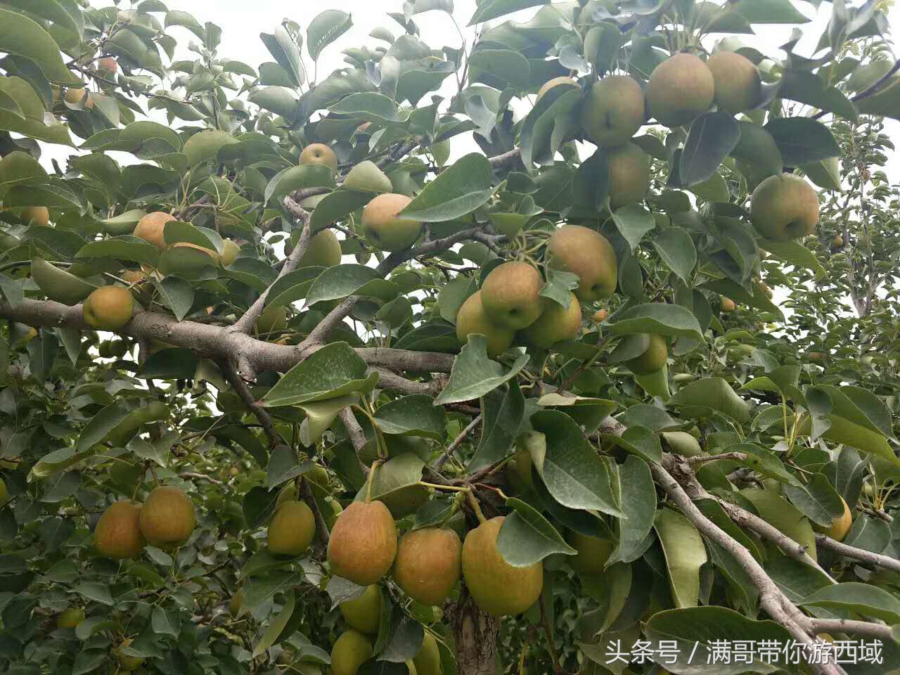 库尔勒香梨熟了！古尔邦节假期去库尔勒采香梨吧！只要4元每公斤