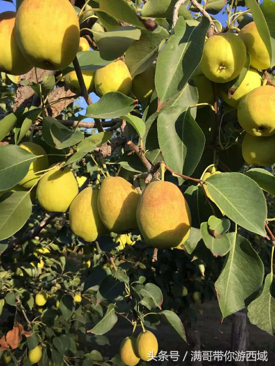 库尔勒香梨熟了！古尔邦节假期去库尔勒采香梨吧！只要4元每公斤