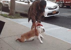 牛的搞笑日常,盘点牛的搞笑日常