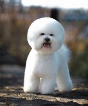 比熊日常护理,比熊狗毛护理