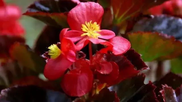 四季秋海棠什么时候剪枝,秋海棠为什么叶子皱